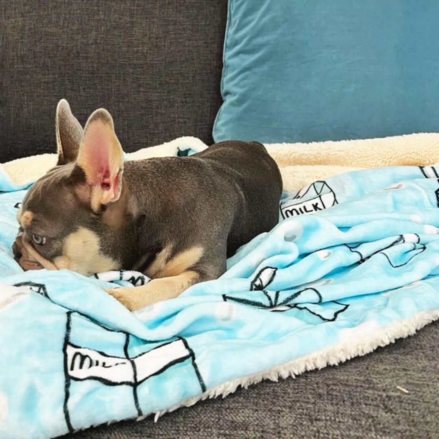 Milk Carton - Extra Soft Pet Blanket