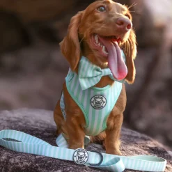 Mint Candy Stripe - Adjustable Harness
