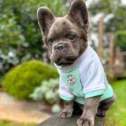 Minty Merle Dog Skivvie