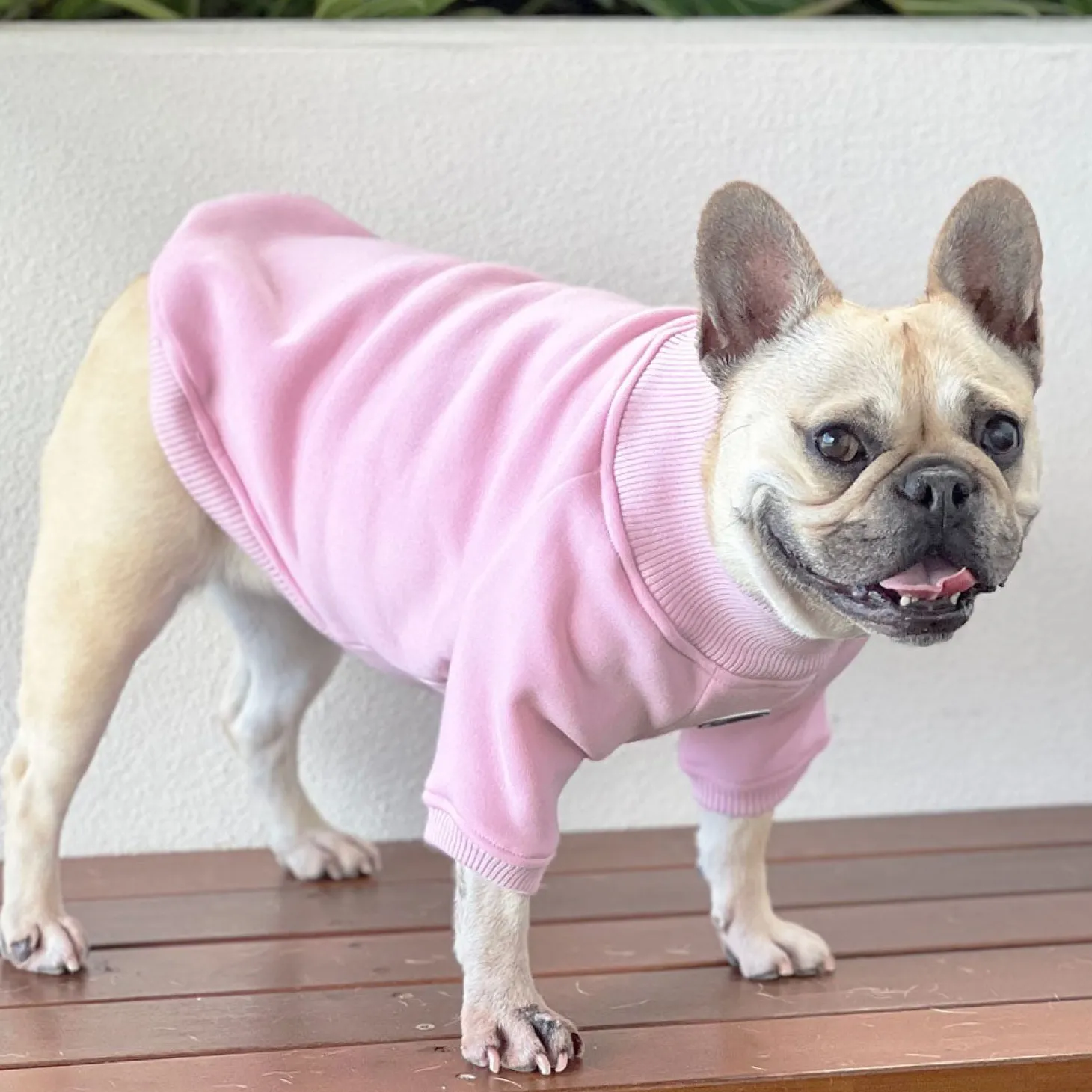 Musk Blush Dog Skivvie