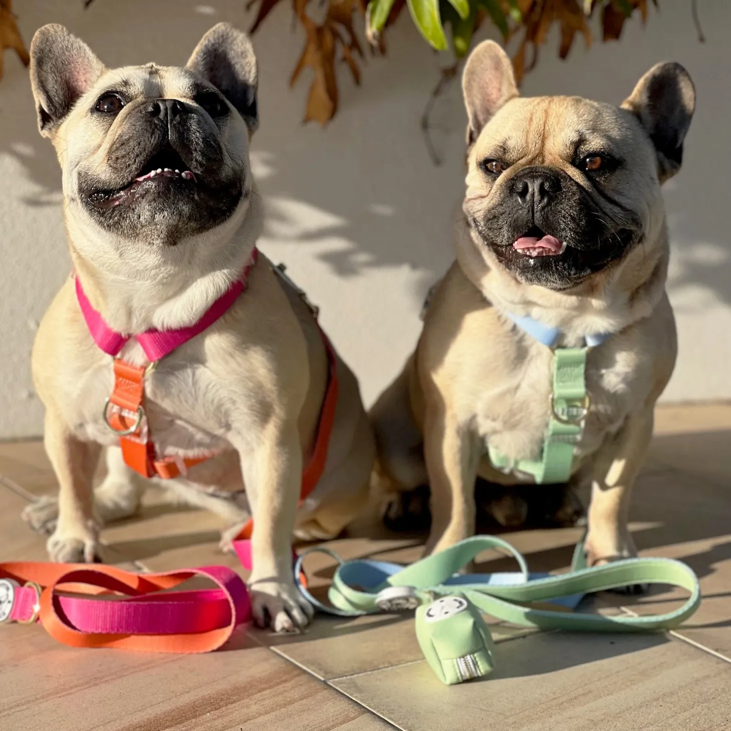 Ocean Dream - Luxe Dog Lead