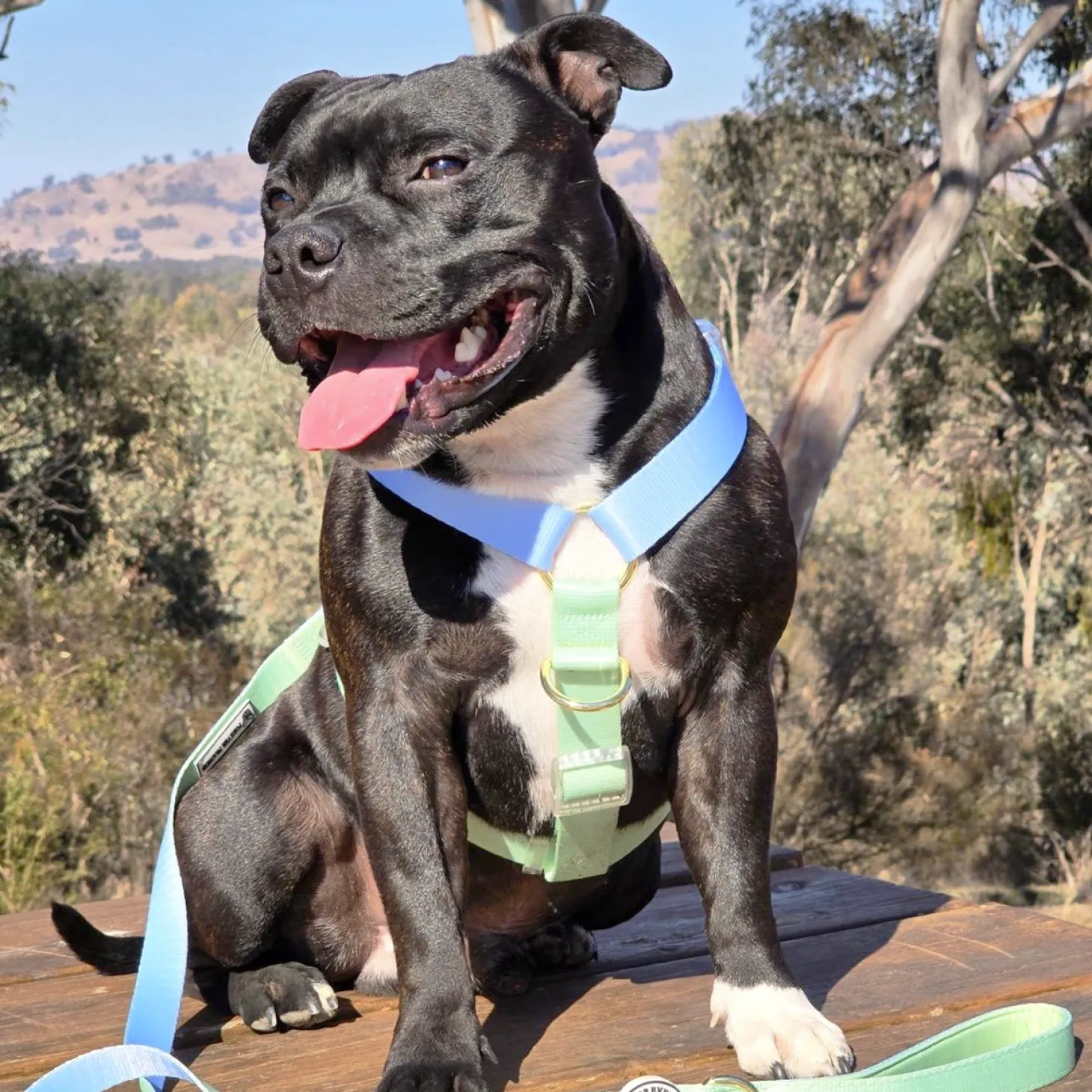 Ocean Dream - Luxe Strap Harness