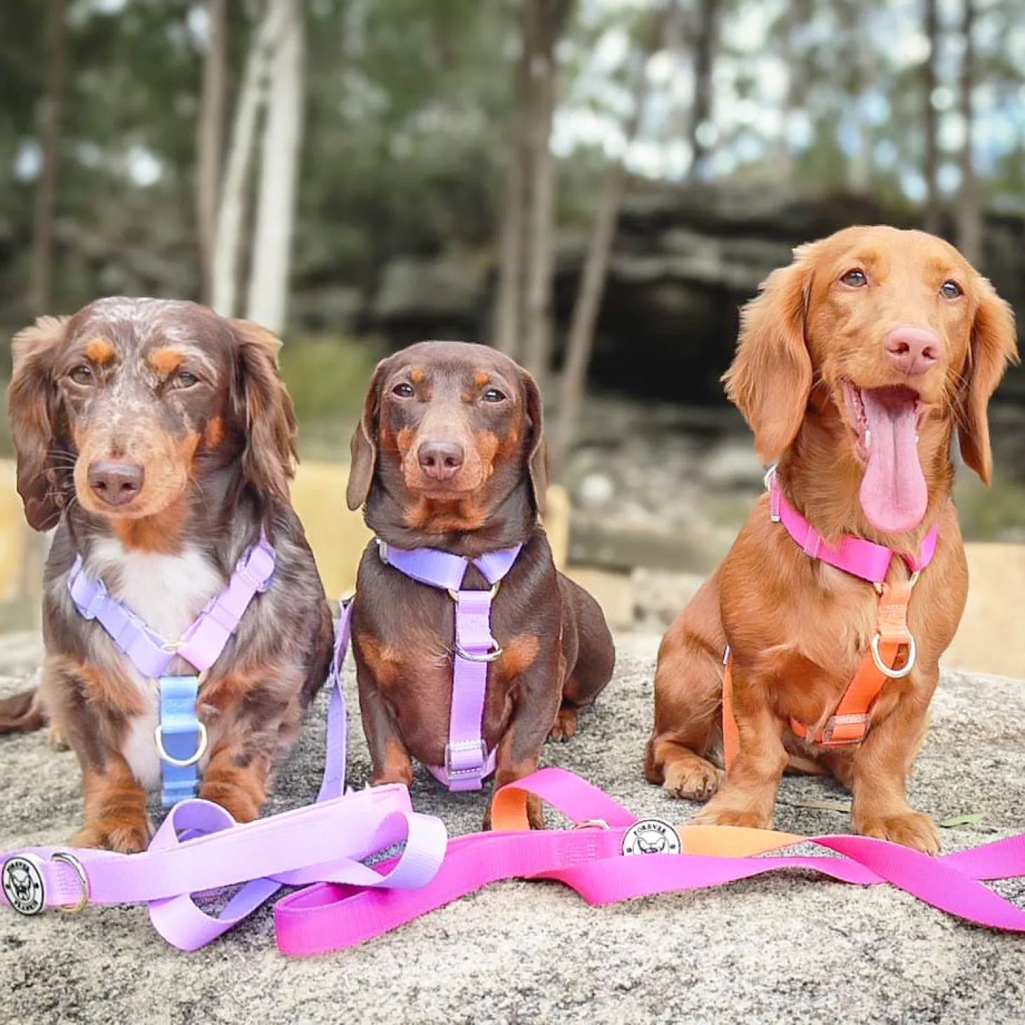 Ocean Dream - Luxe Strap Harness