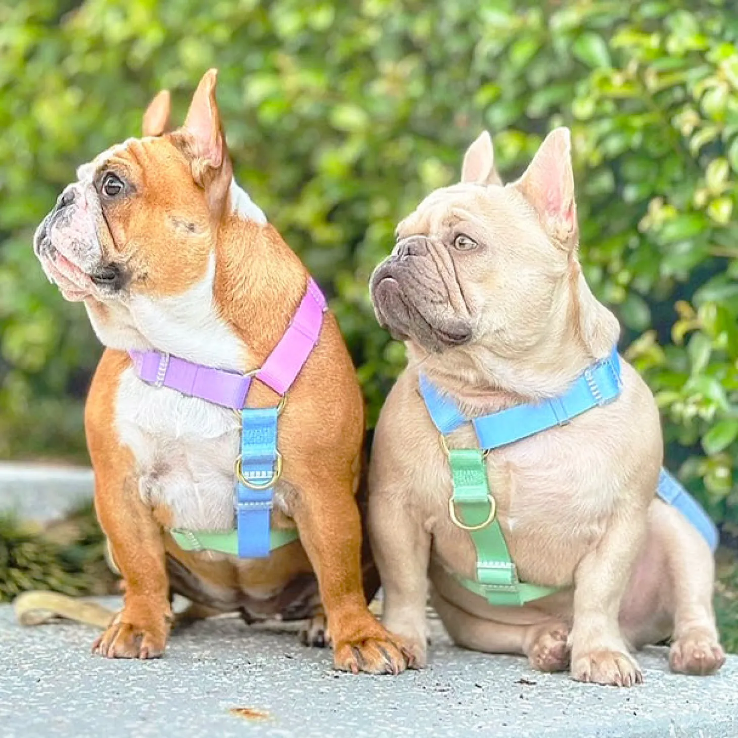 Ocean Dream - Luxe Strap Harness