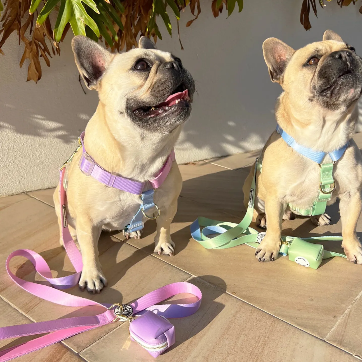 Ocean Dream - Luxe Strap Harness