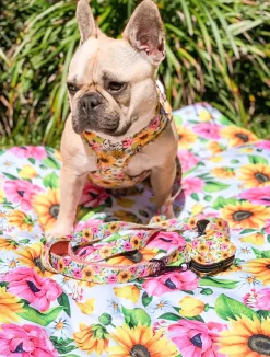 On order - Heavenly Sunflower - Dog Lead