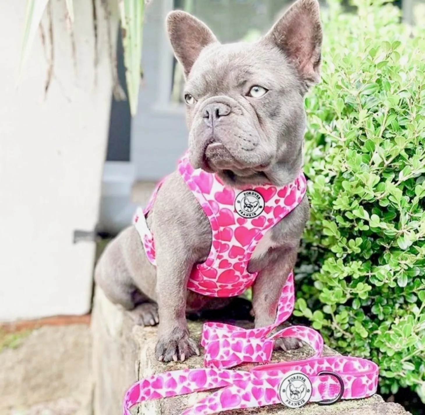 On Order - Sweethearts - Dog Lead