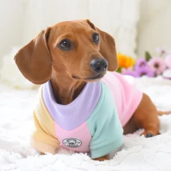 Passion Pop Dog Skivvie