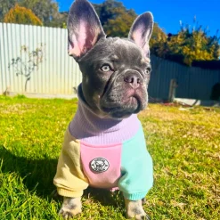 Passion Pop Dog Skivvie