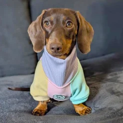 Passion Pop Dog Skivvie