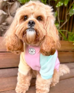 Passion Pop Dog Skivvie