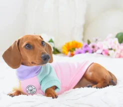 Passion Pop Dog Skivvie