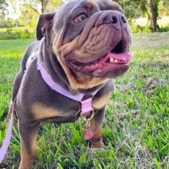 Pastel Pink / Lavender - Luxe Strap Harness