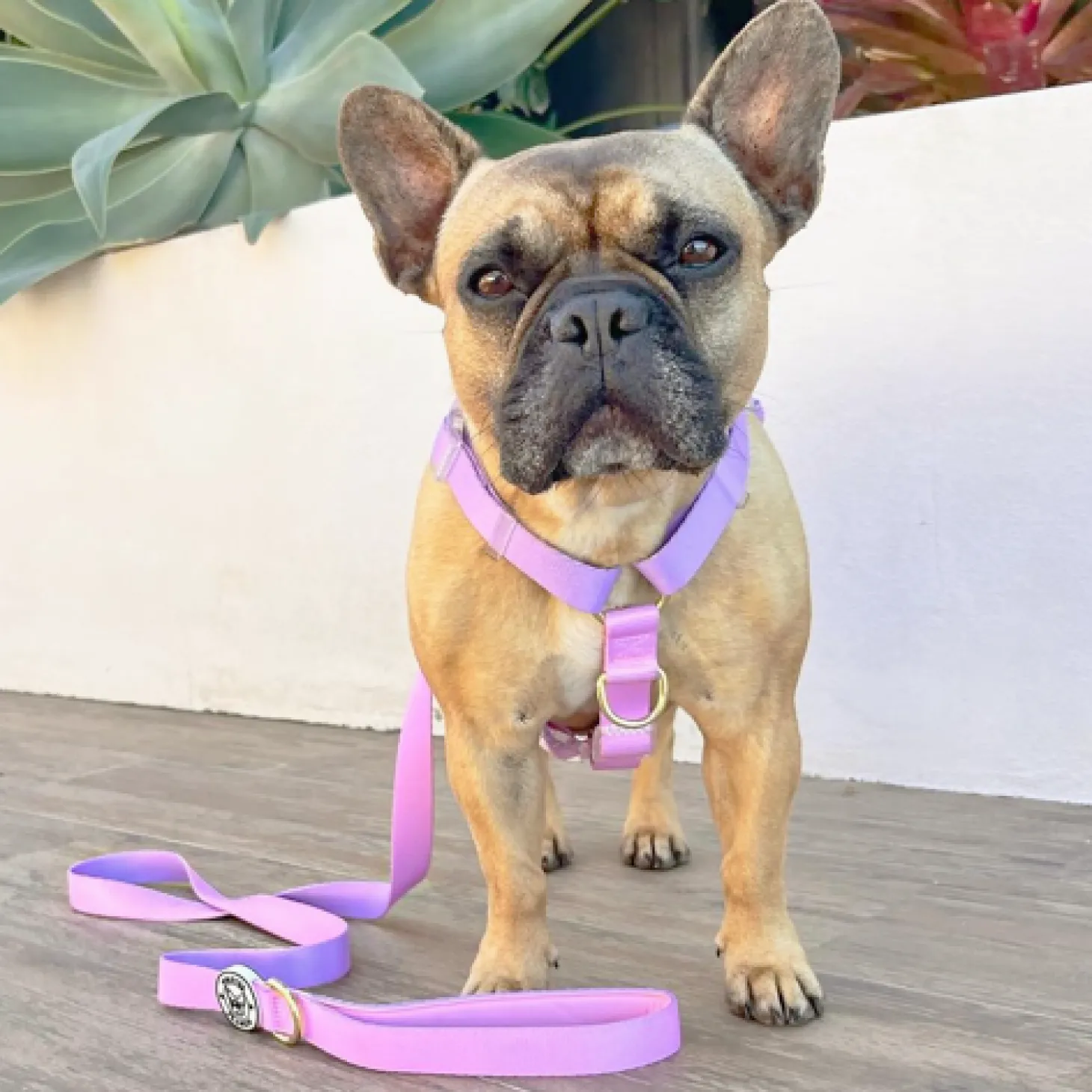 Pastel Pink / Lavender - Luxe Strap Harness