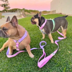 Pastel Pink / Lavender - Luxe Strap Harness