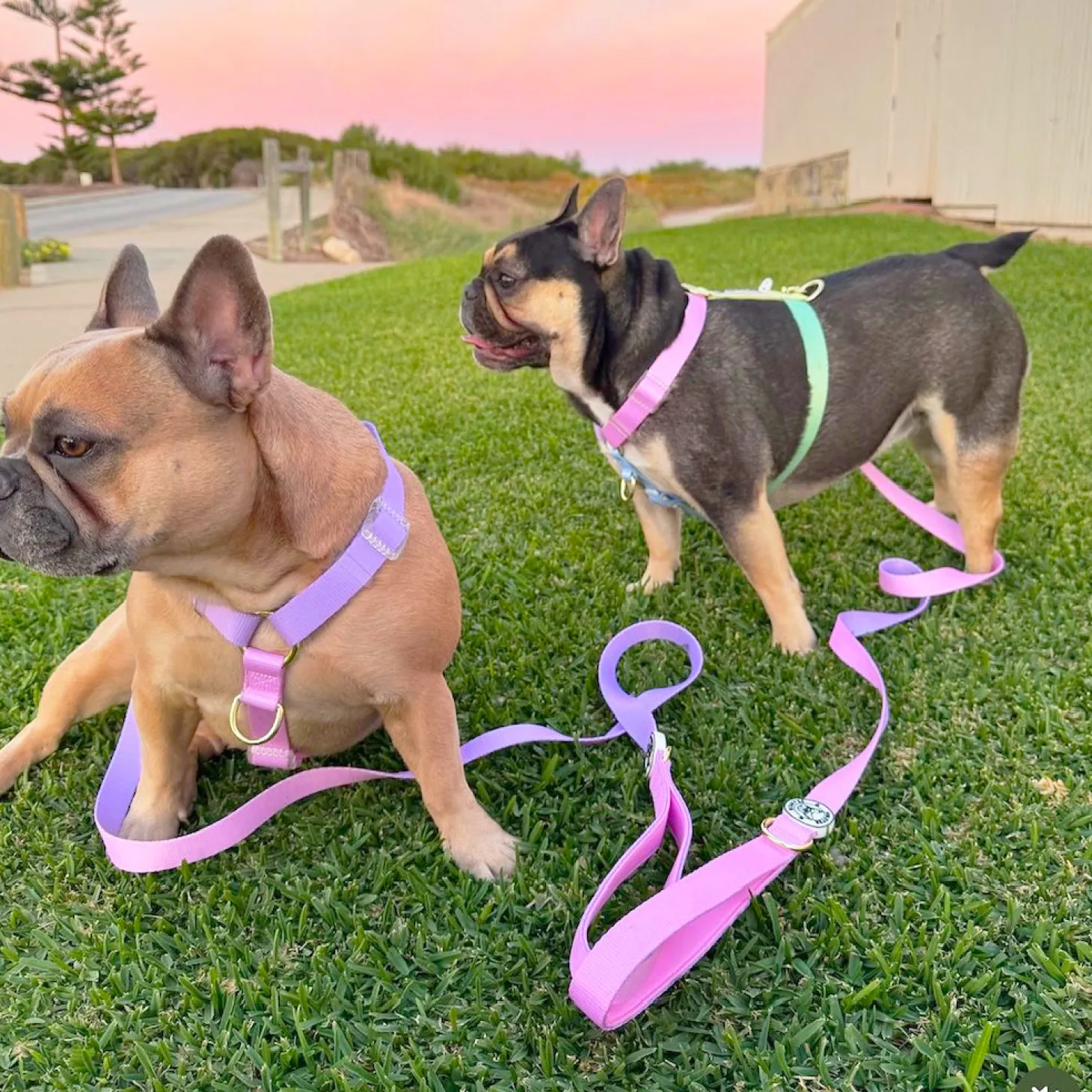 Pastel Pink / Lavender - Luxe Strap Harness