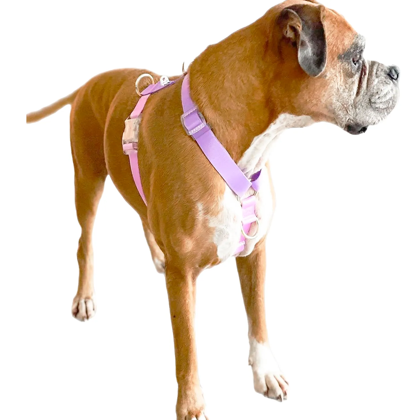 Pastel Pink / Lavender - Luxe Strap Harness