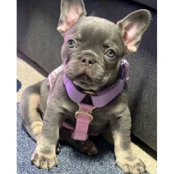 Pastel Pink / Lavender - Luxe Strap Harness