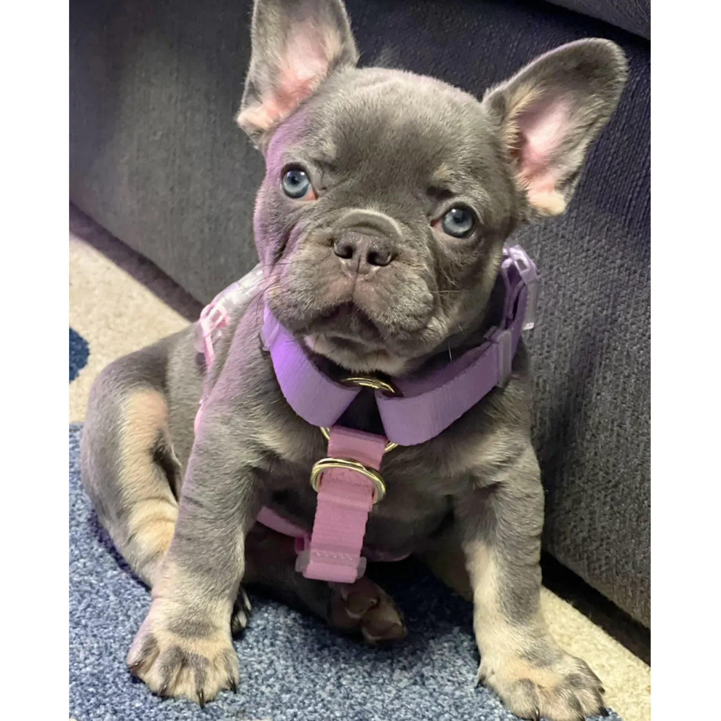 Pastel Pink / Lavender - Luxe Strap Harness