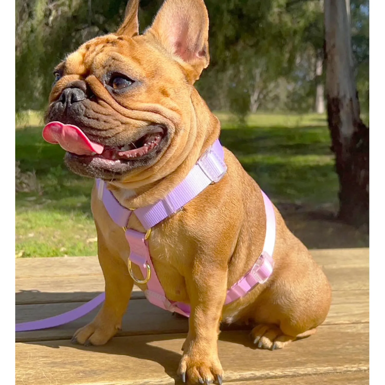 Pastel Pink / Lavender - Luxe Strap Harness