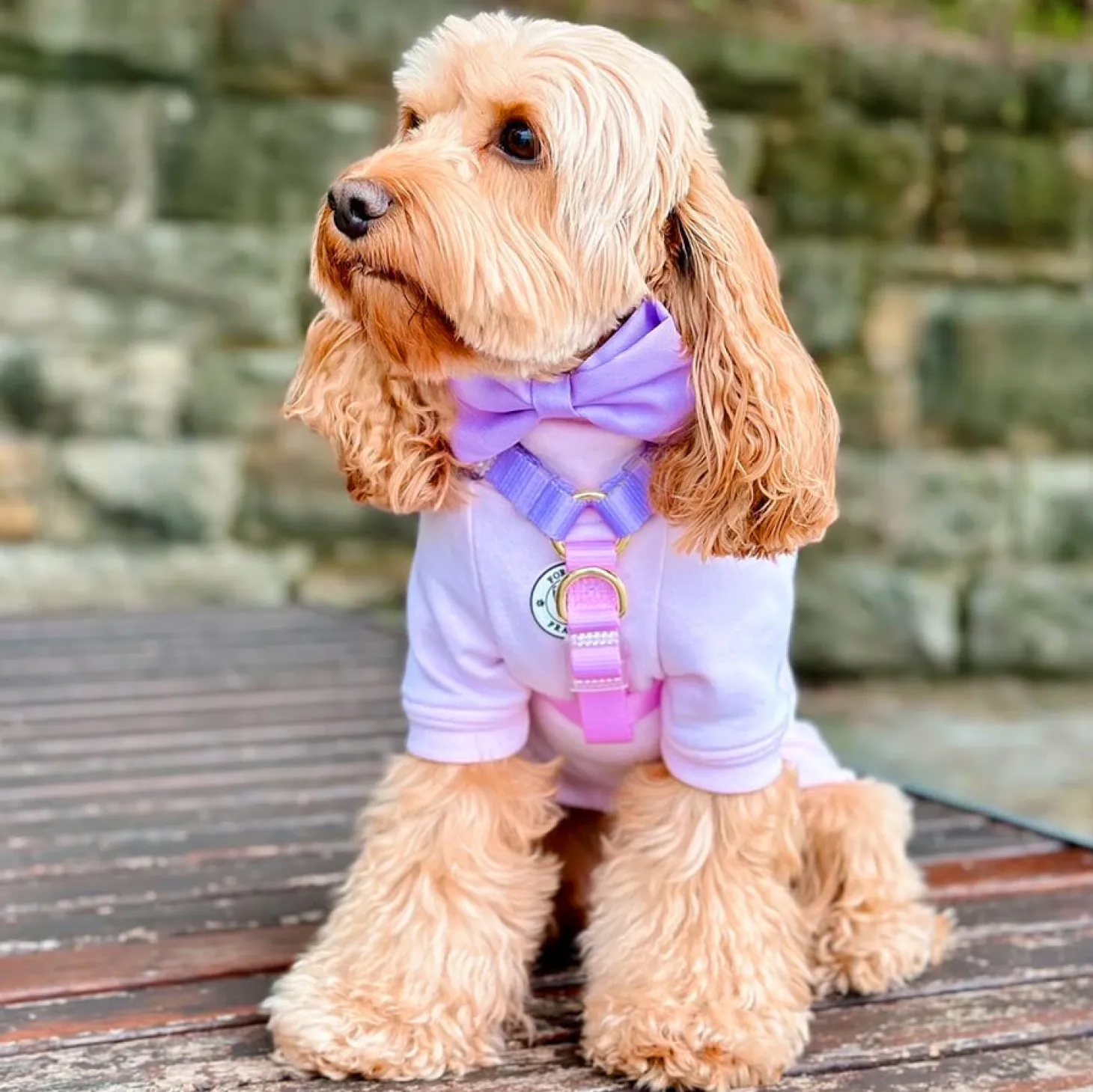 Pastel Pink / Lavender - Luxe Strap Harness