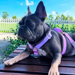 Pastel Pink / Lavender - Luxe Strap Harness