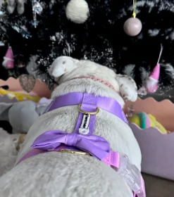 Pastel Pink / Lavender - Luxe Strap Harness