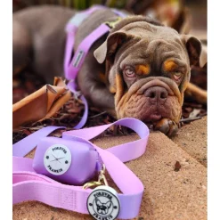 Pastel Pink / Lavender - Luxe Strap Harness