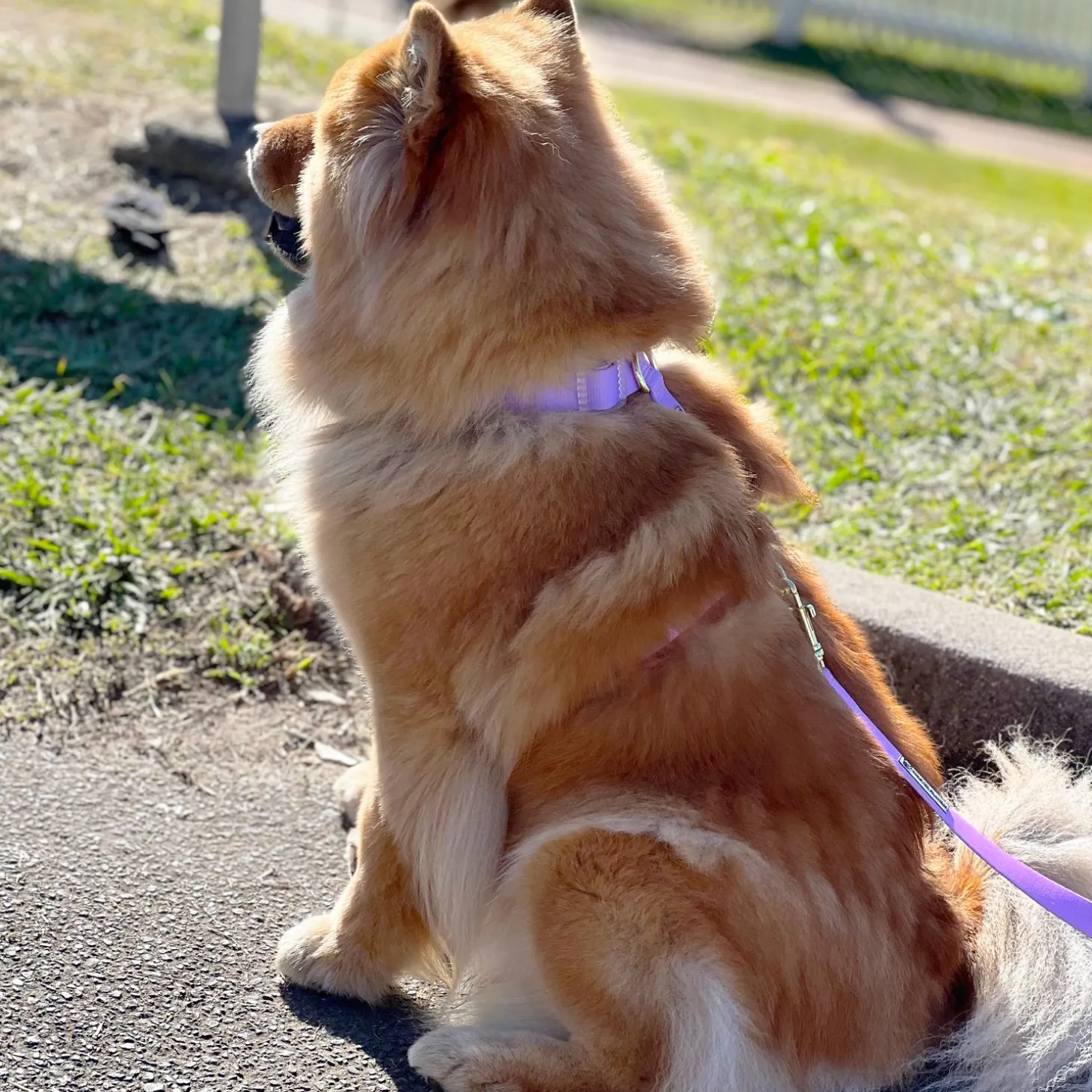 Pastel Pink / Lavender - Luxe Strap Harness