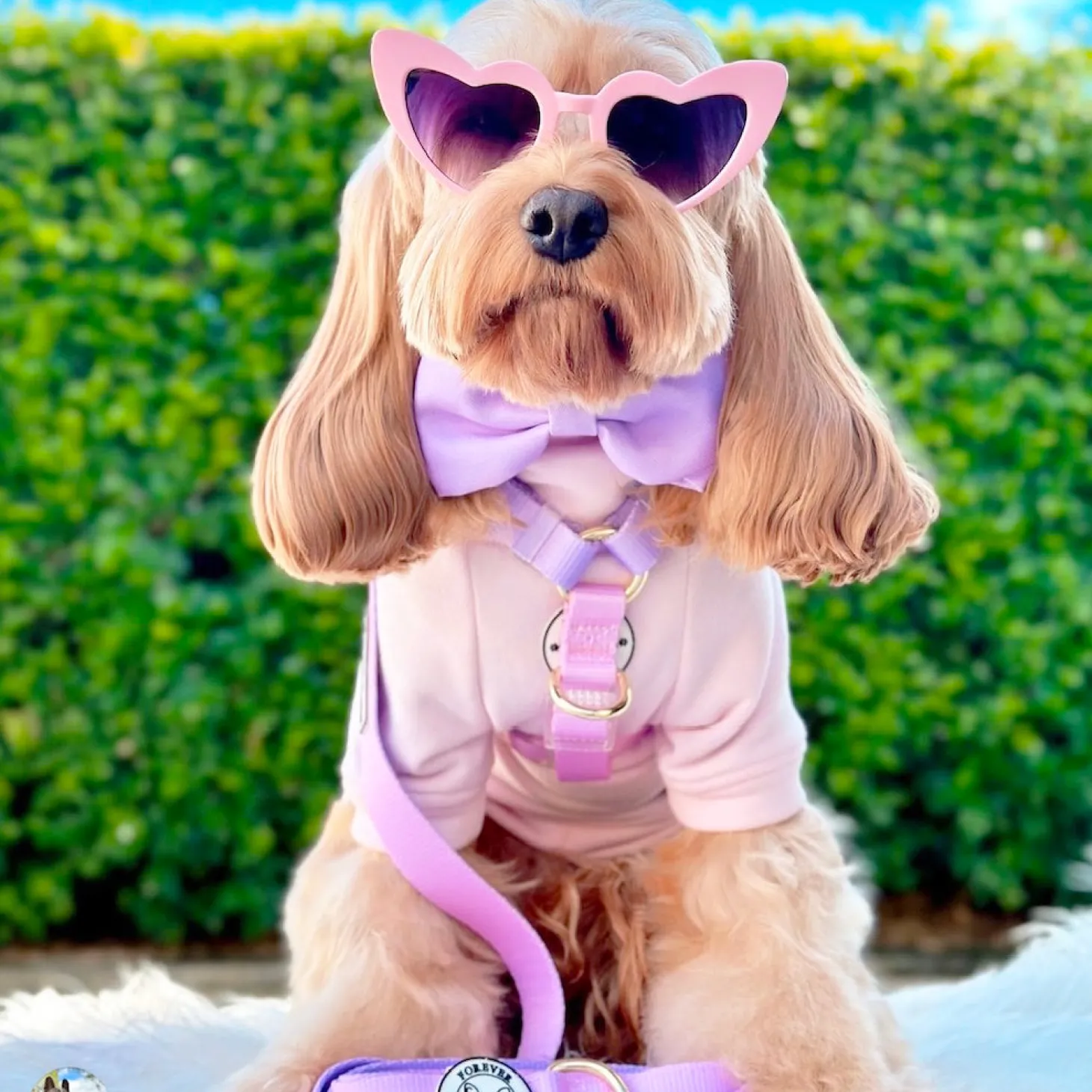 Pastel Pink / Lavender - Luxe Strap Harness