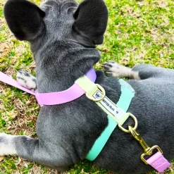 Pastel Rainbow - Luxe Strap Harness