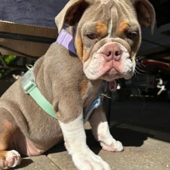 Pastel Rainbow - Luxe Strap Harness