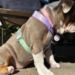 Pastel Rainbow - Luxe Strap Harness