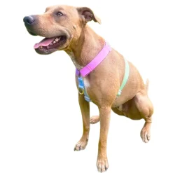 Pastel Rainbow - Luxe Strap Harness