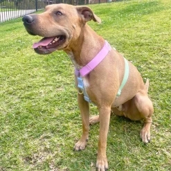 Pastel Rainbow - Luxe Strap Harness