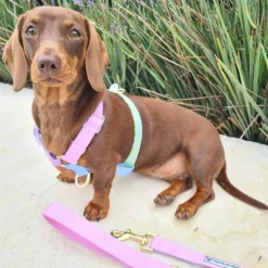 Pastel Rainbow - Luxe Strap Harness