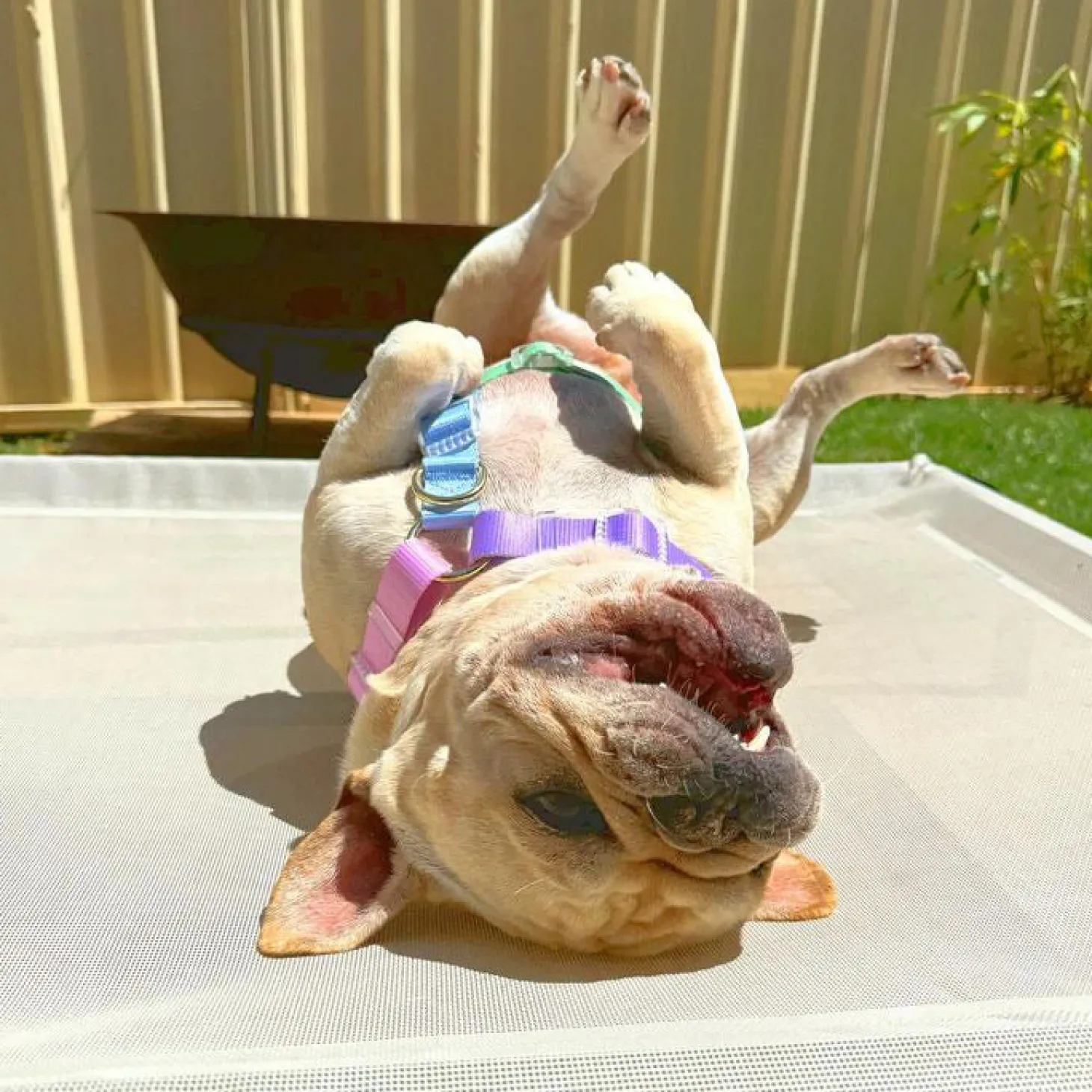 Pastel Rainbow - Luxe Strap Harness