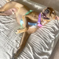 Pastel Rainbow - Luxe Strap Harness