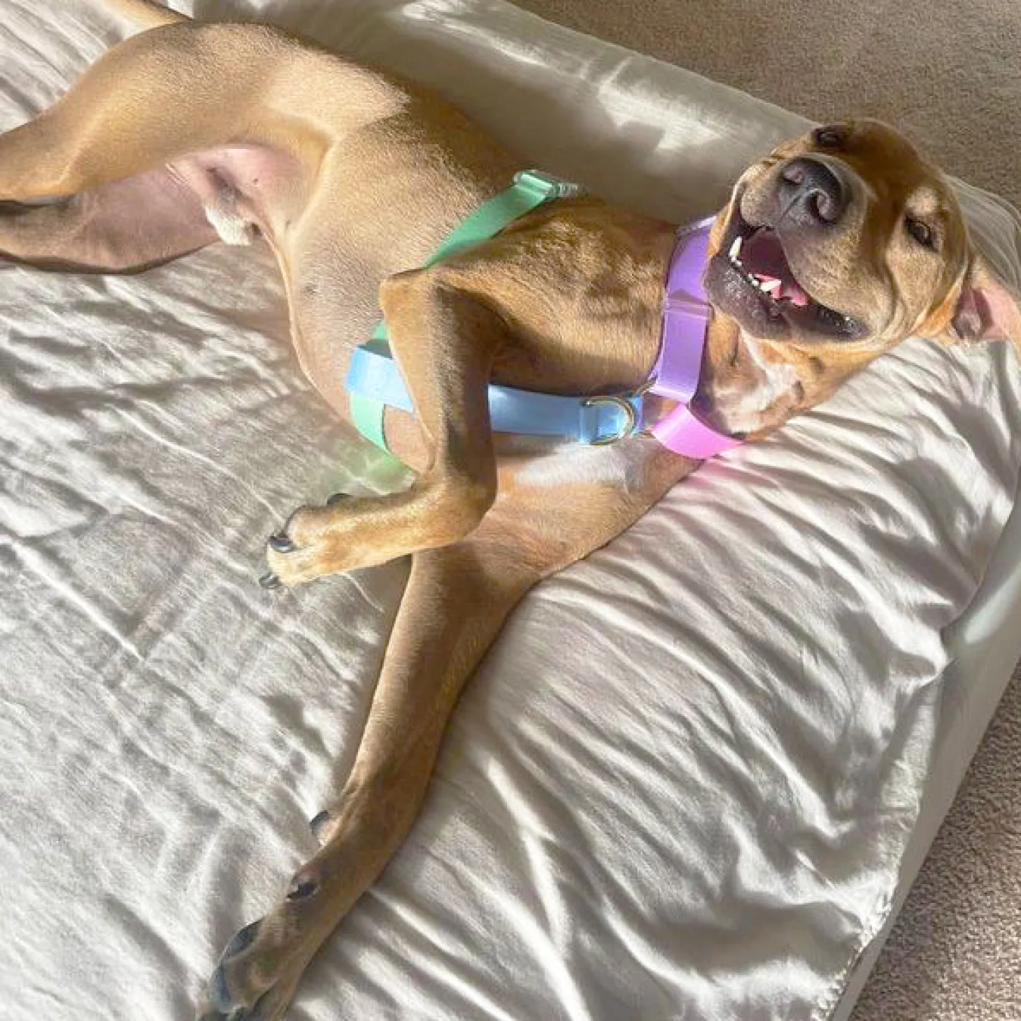 Pastel Rainbow - Luxe Strap Harness