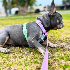 Pastel Rainbow - Luxe Strap Harness