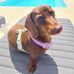 Pastel Rainbow - Luxe Strap Harness