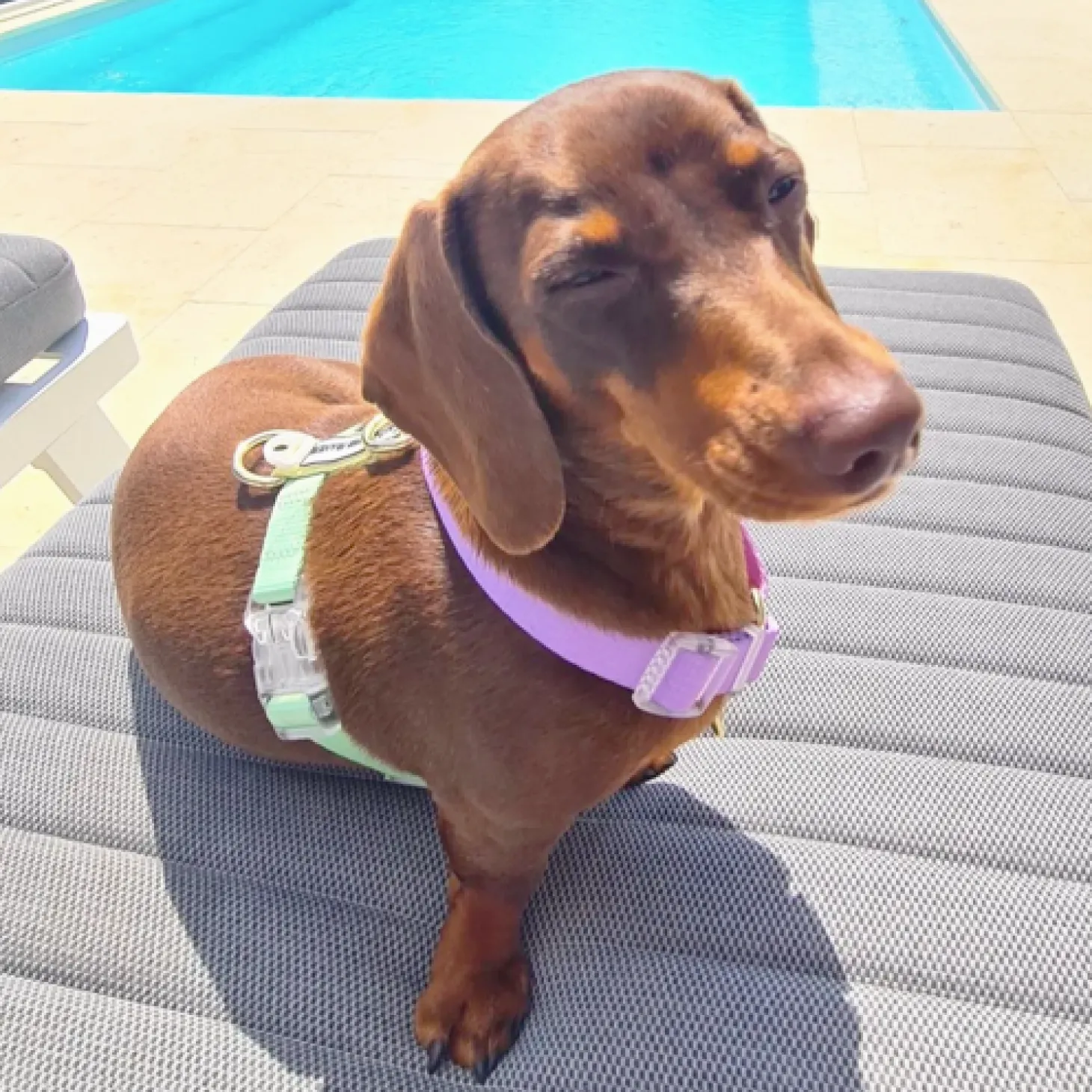 Pastel Rainbow - Luxe Strap Harness