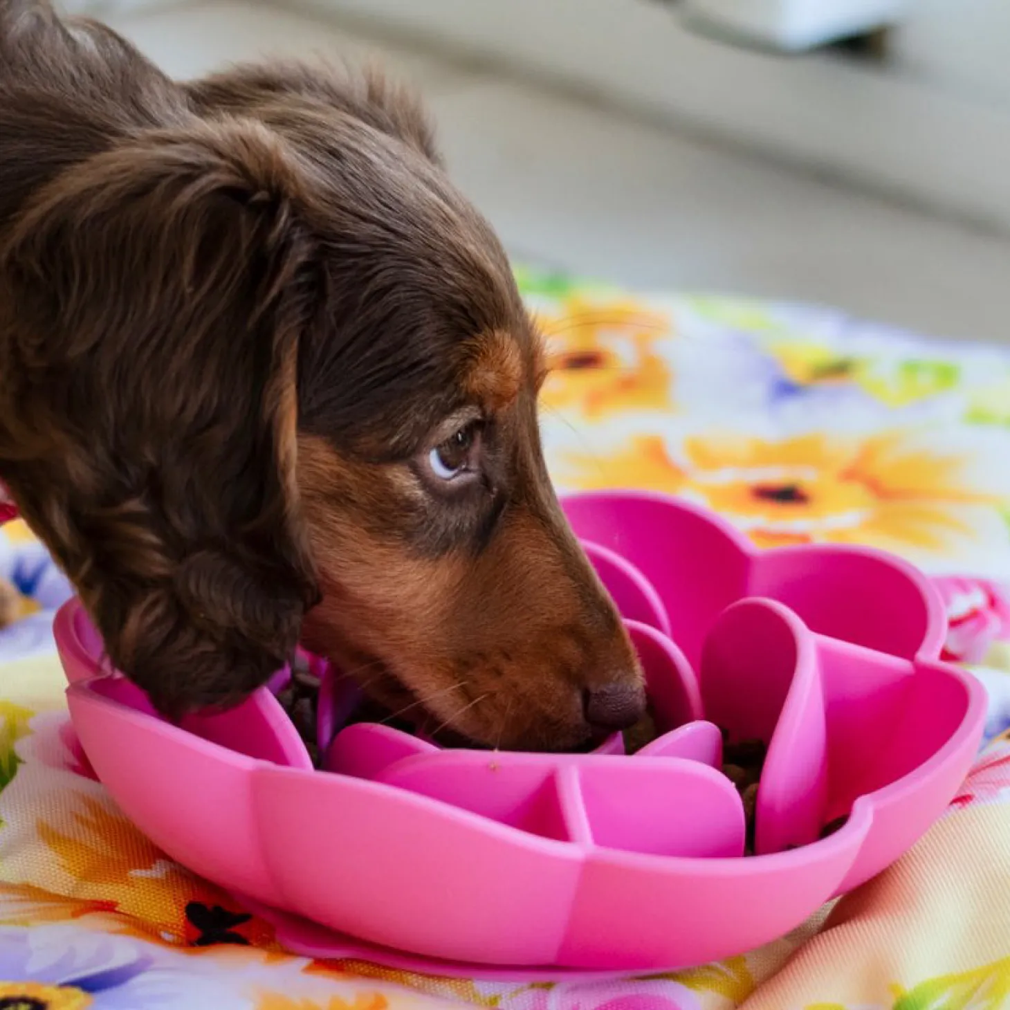 Peach Fuzz Slow Feed Flower Bowl