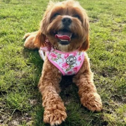 Peony Blooms - Adjustable Harness