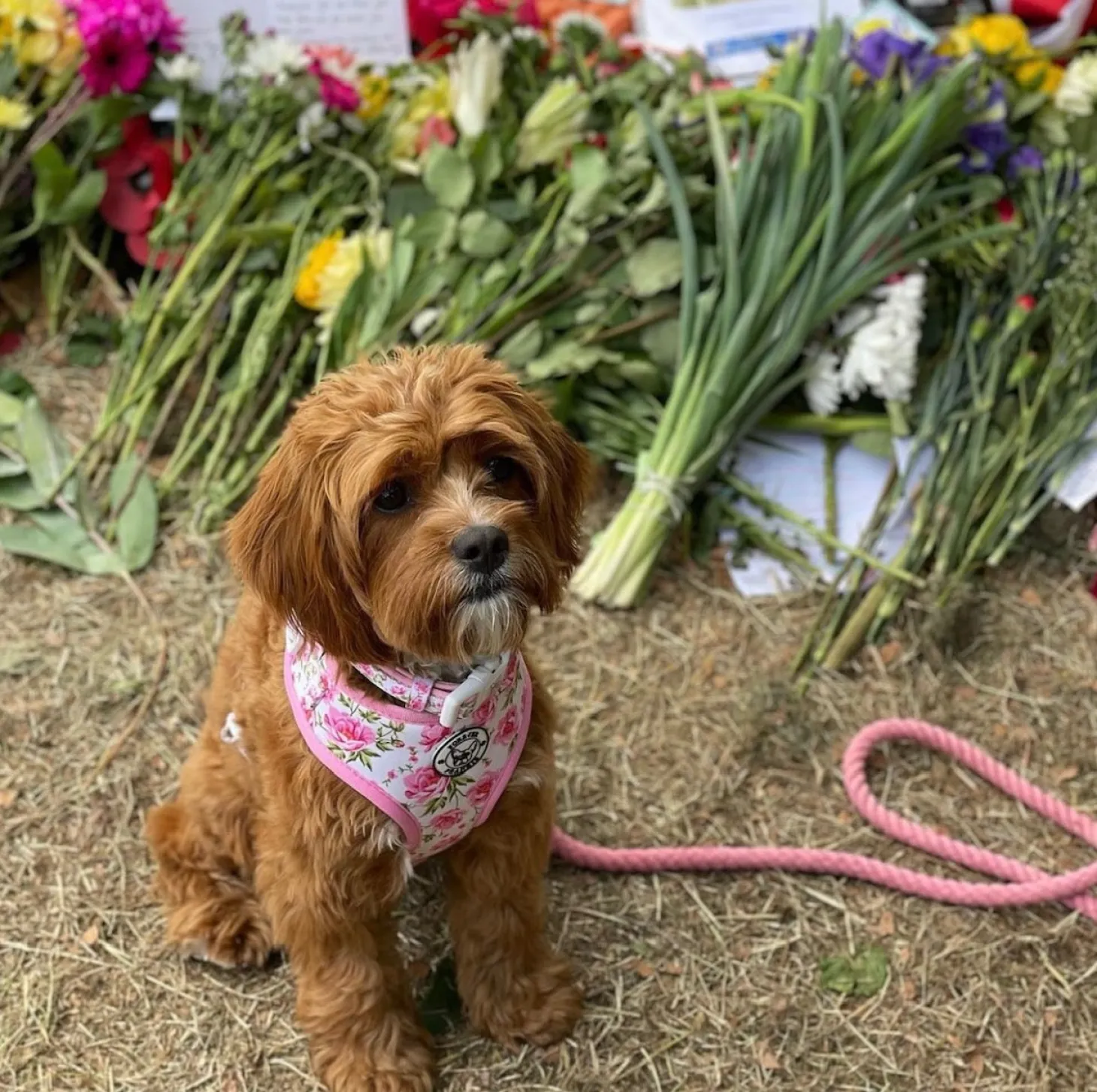 Peony Blooms - Collar