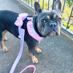 Pink Candy Stripe - Adjustable Harness