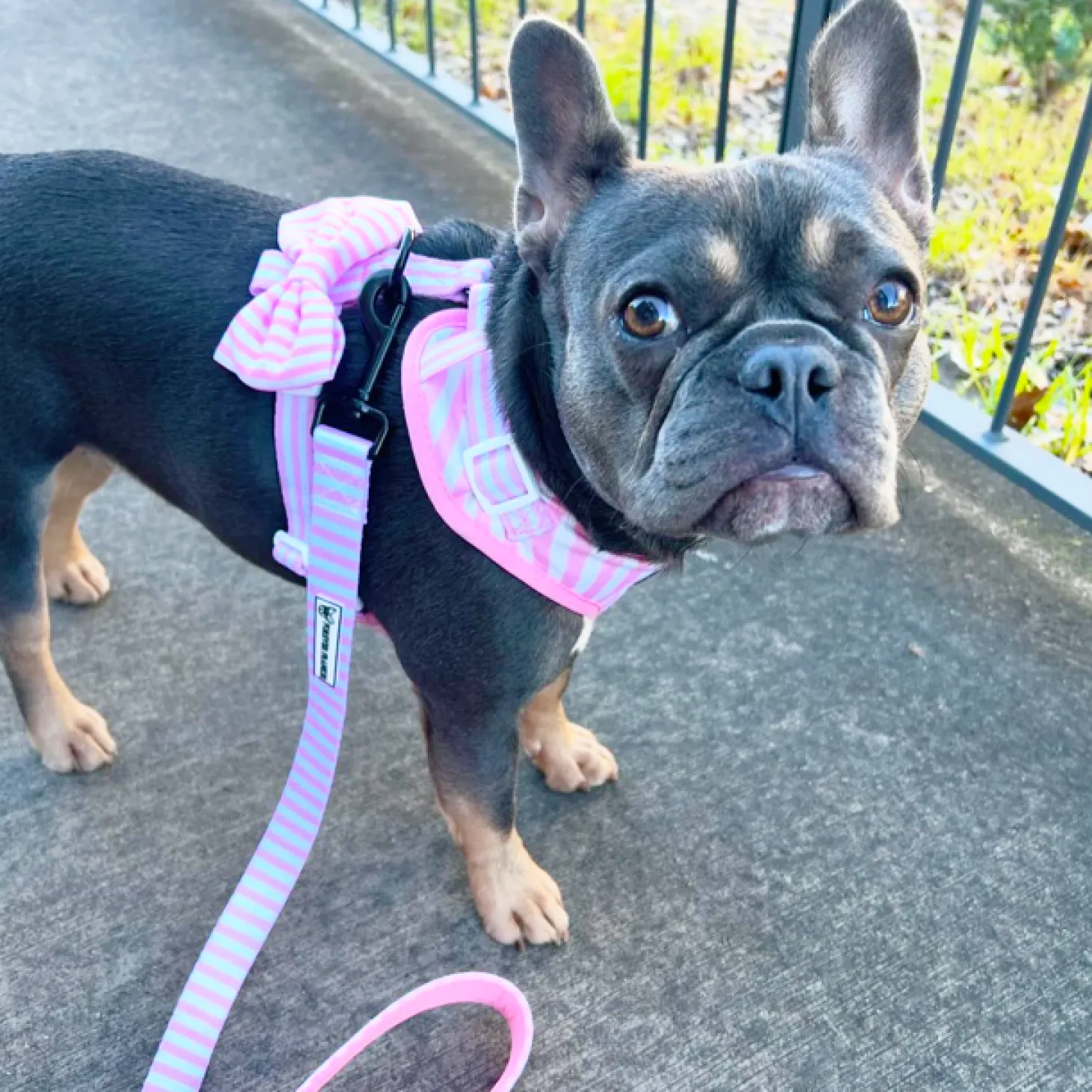 Pink Candy Stripe - Adjustable Harness