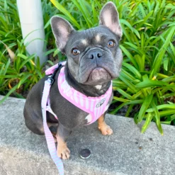 Pink Candy Stripe - Adjustable Harness