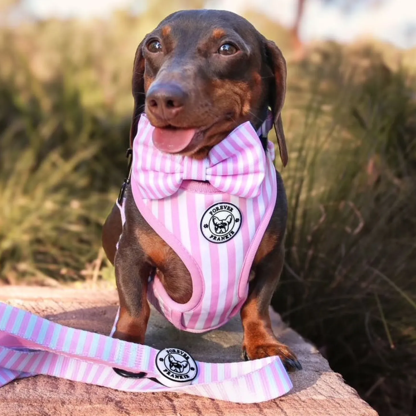 Pink Candy Stripe - Adjustable Harness