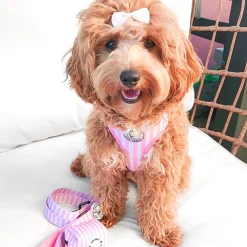 Pink Candy Stripe - Adjustable Harness